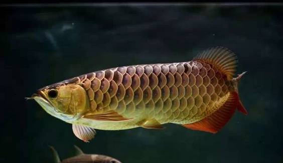 龙鱼的颜色怎么区分,蓝底龙鱼怎么辨别