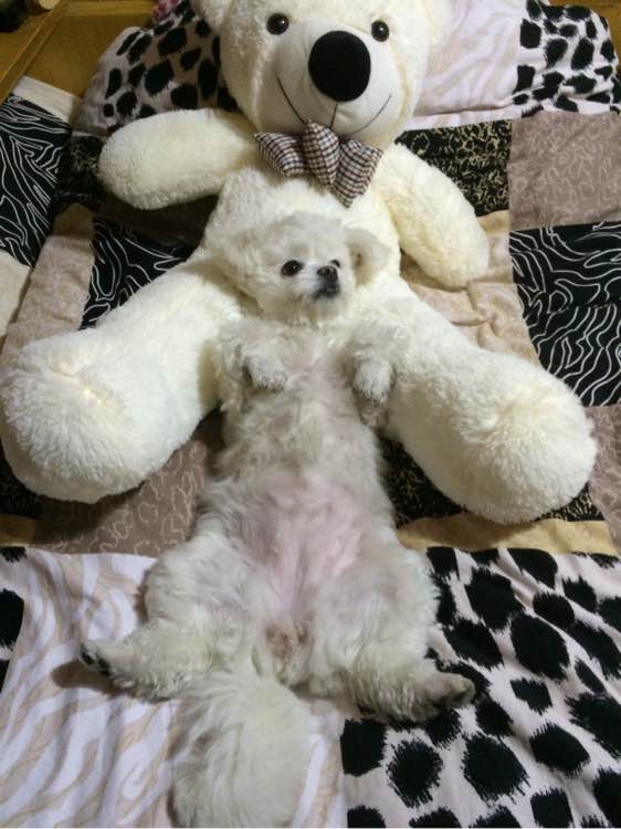 科普知识的狗狗动画片,科普狗狗肢体语言