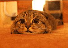 密集恐惧症不小心看到了怎么办,密集恐惧症的最可怕瞬间