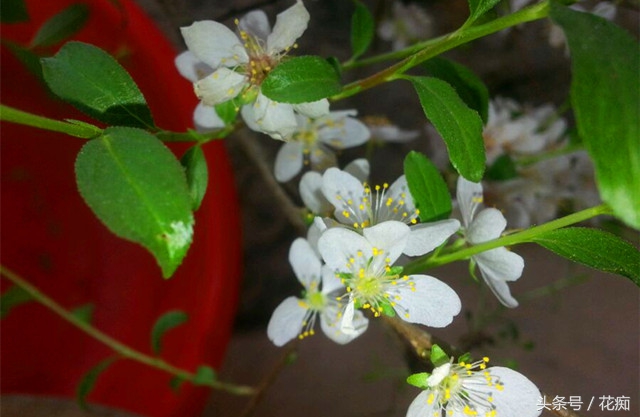 野生的欧李在家里头怎样养,野生欧李栽种