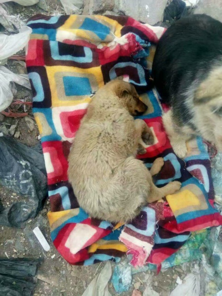 二逗的一天,二逗的快乐生活