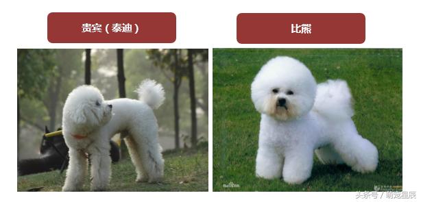 贵宾犬和泰迪比熊的区别,白色贵宾犬和比熊的区别