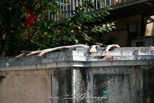 鼓浪屿旅行攻略最新,鼓浪屿旅行攻略大全