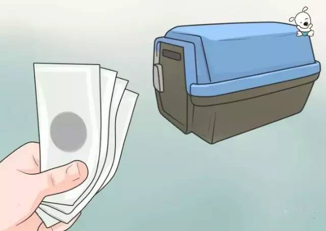 泰迪犬的喂养方法注意事项,泰迪犬的正确喂养方法图解