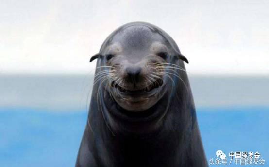 国际海豹日守护海洋,国际海豹日别让海豹变海豹