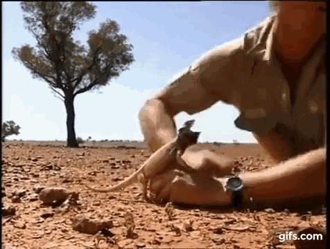 黑色鬃毛的狮子厉害吗,黑色鬃狮蜥