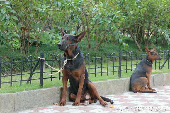 德牧串串的主要特征,那些让人匪夷所思的动物