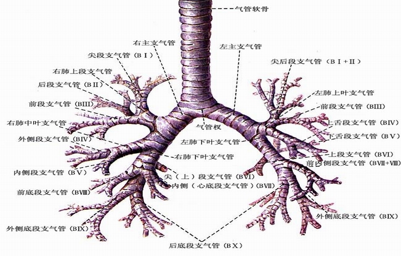 支气管炎哮喘饮食要注意些什么,咳嗽支气管炎在饮食上注意什么