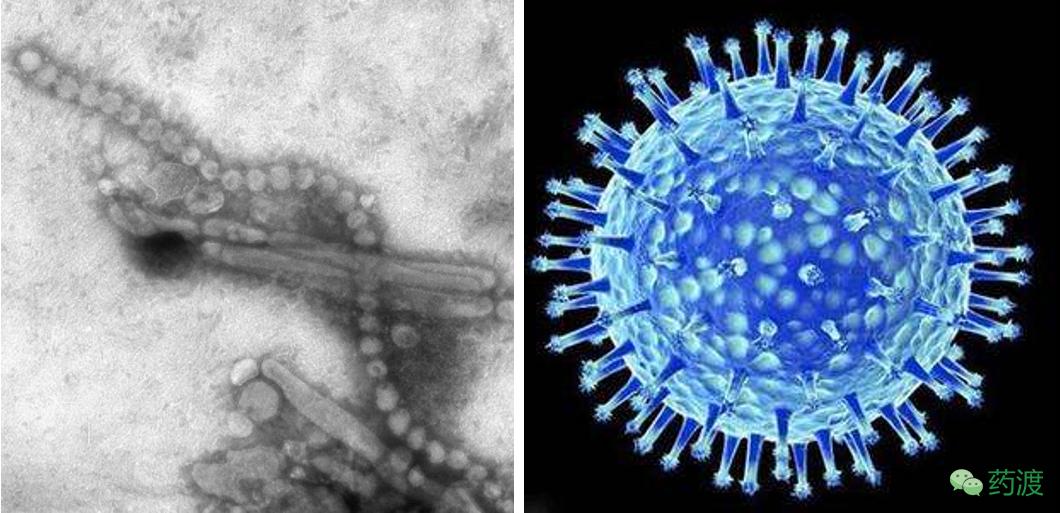 从H7N9卷土重来谈禽流感及药物现状