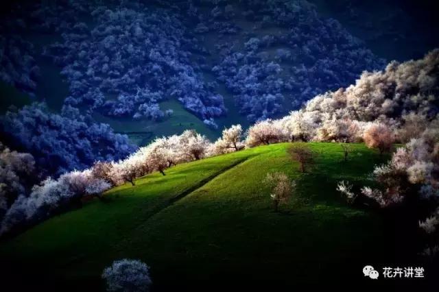 择一片花海，定三生情缘