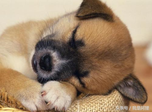 怎样让狗狗晚上不闹,养了2年狗狗晚上总是乱叫怎么办