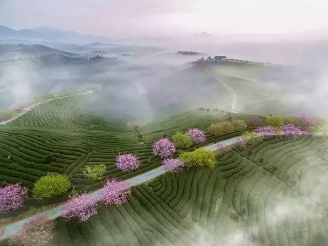 漳平茶山樱花,漳平樱花园景点