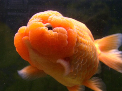 最好养的五种金鱼品种有哪些,金鱼什么品种又大又好看又养不死