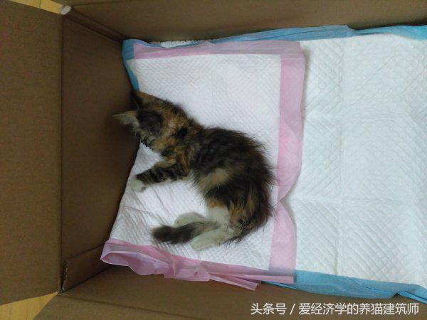 猫生完崽死了的小猫咪怎么处理好,猫快死的时候症状