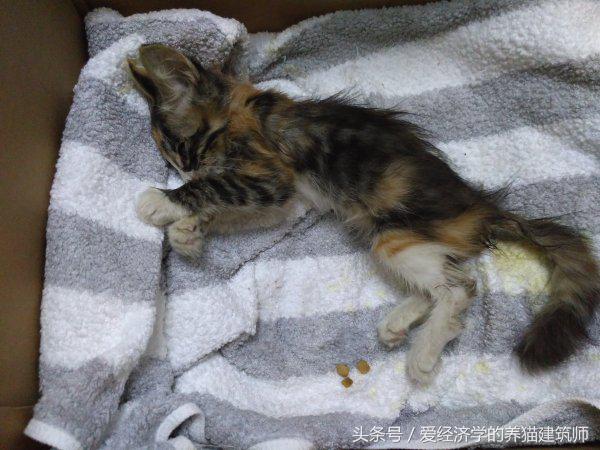 猫死在屋里腐烂了怎么处理,猫死多久身体僵硬