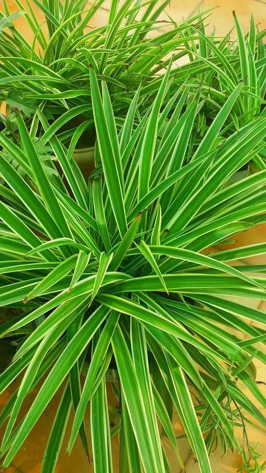 冯骥才老先生的《珍珠鸟》，关于吊兰养护，他这样说！