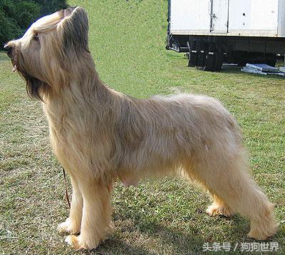 可爱呆萌狗狗资料,狗狗15种寄生虫病详细资料图