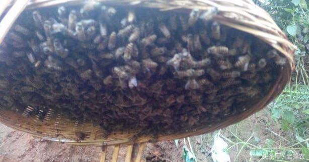 野外诱到蜂如何拿回来饲养,野蜂怎么才能消灭
