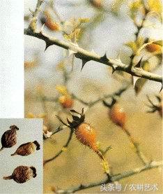 手绘中草药图谱,东北中草药图谱