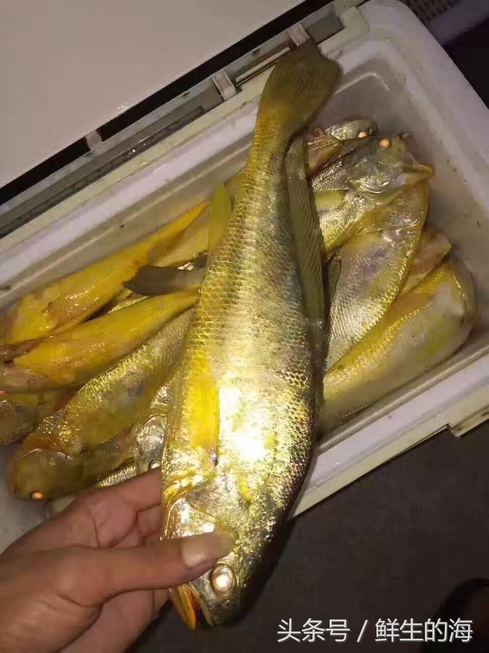 中国最贵的十种野生鱼,真正的野生金龙鱼一条多少钱
