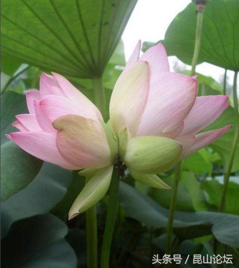 厉害了昆山陆家,厉害了江苏