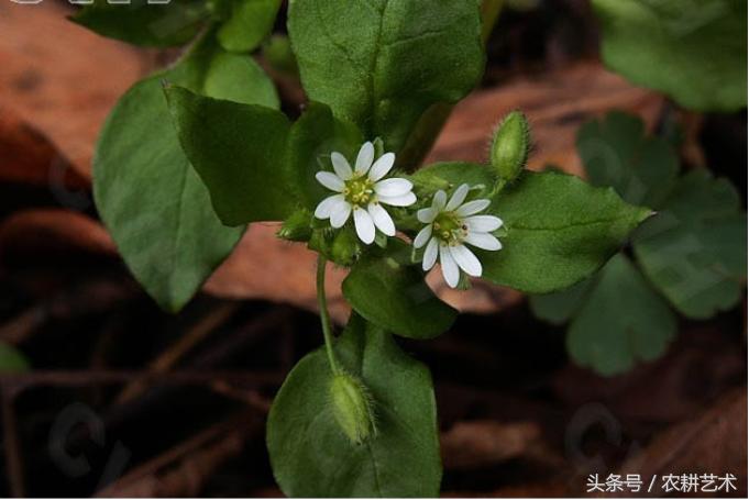 农村中草药图片大全之痔疮用药