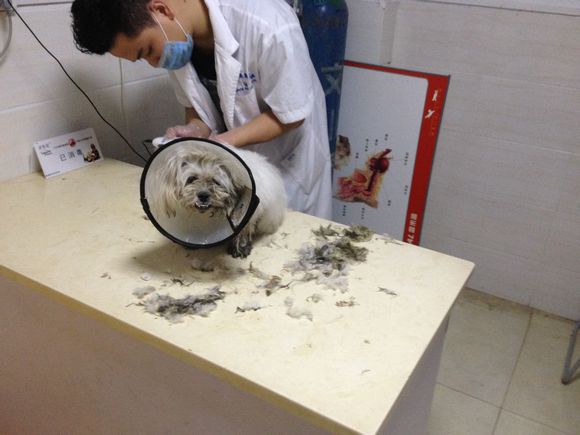 忠诚小狗看门,最忠诚的狗守护主人