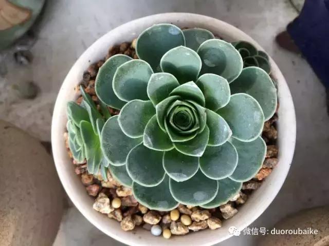 吾家有女初长成全文小说,吾家有女初长成小说精彩阅读