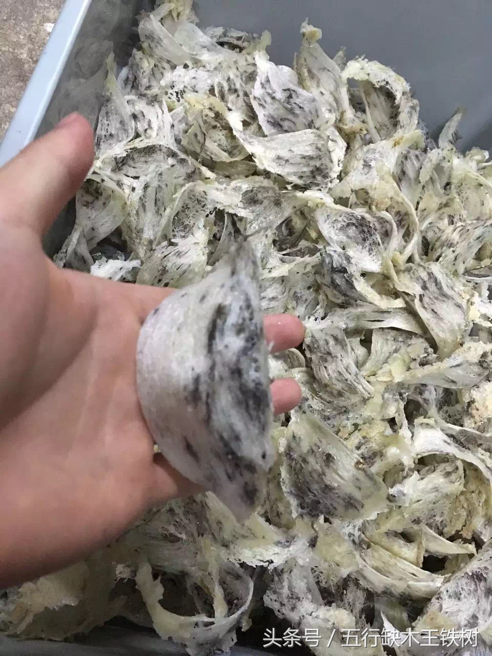 泰国燕窝什么工艺,泰国燕窝知识