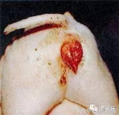 母猪怀孕期不能用哪些药,母猪不受孕打什么消炎针好