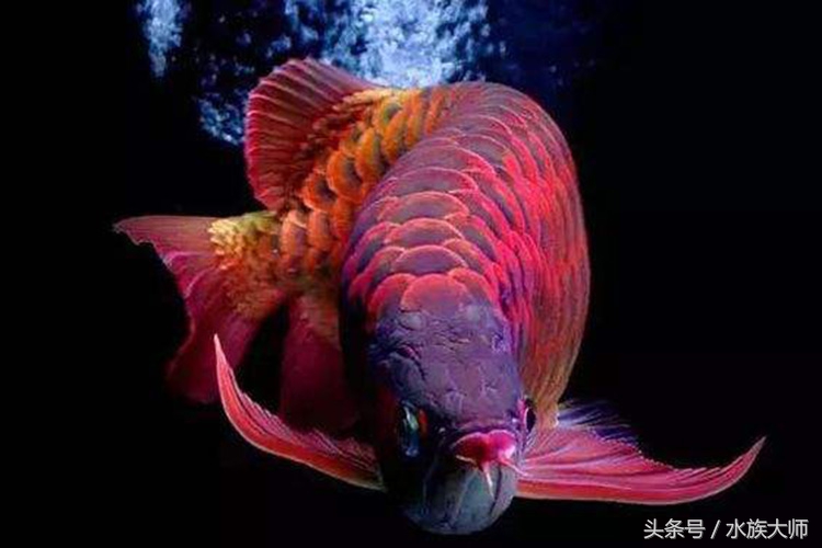 龙鱼用什么药预防疾病,龙鱼疾病的预防和治疗图解大全