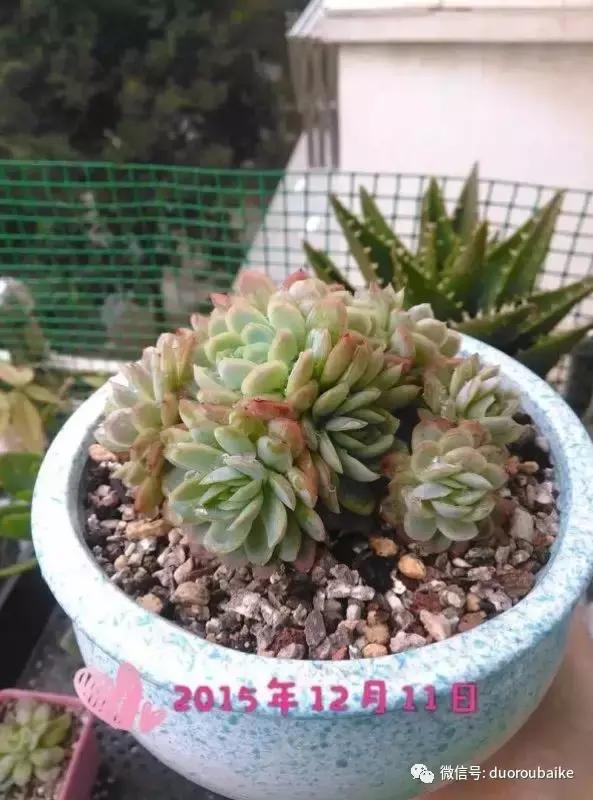 一株多肉治愈整个人心,一棵多肉的逆袭