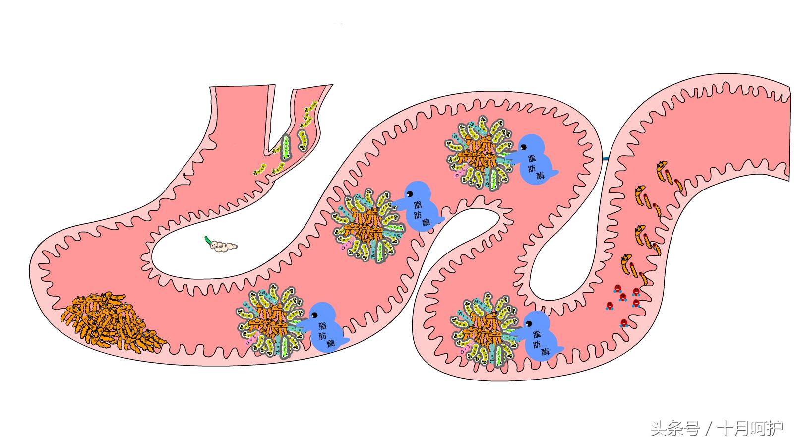 酵素为什么能排毒,吃酵素能排毒是真的吗