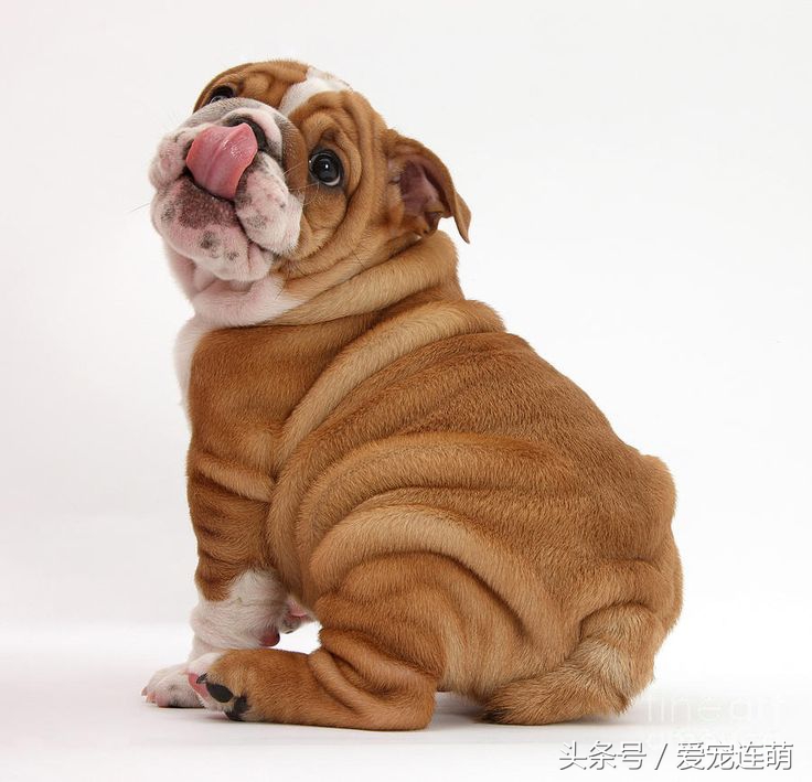 沙皮狗训练方法全集,沙皮怎么训练