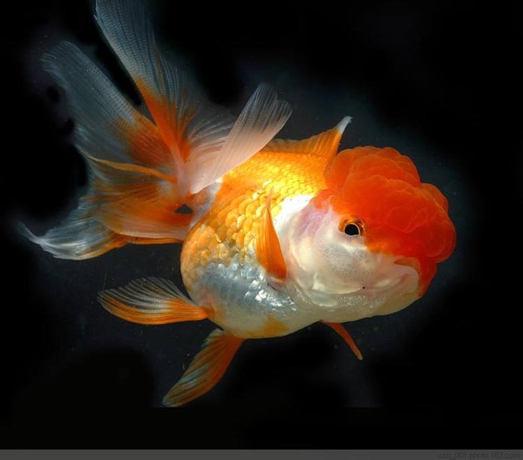 最好养的五种金鱼品种有哪些,金鱼什么品种又大又好看又养不死