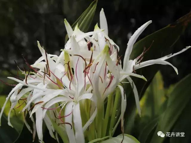 相似的花儿又来了,今天我们来认识它们