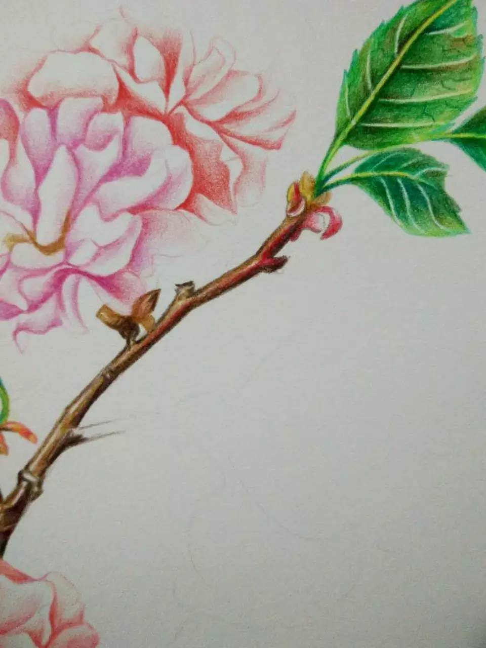 浪漫樱花分解版教程,绘画小教程动漫