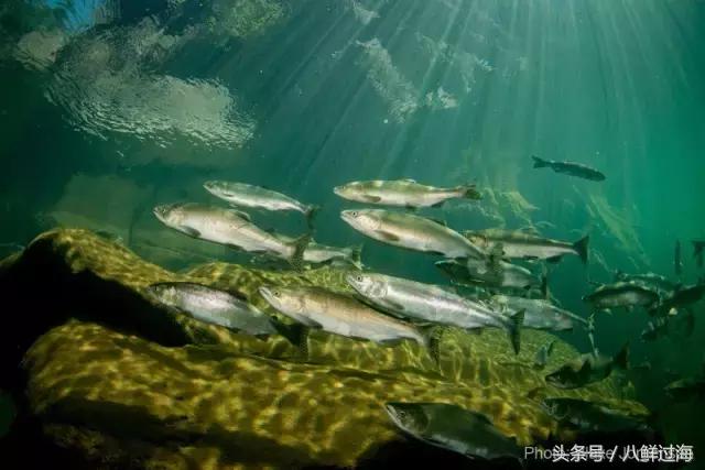 加拿大bc省鲟龙鱼,加拿大bc省鳕鱼