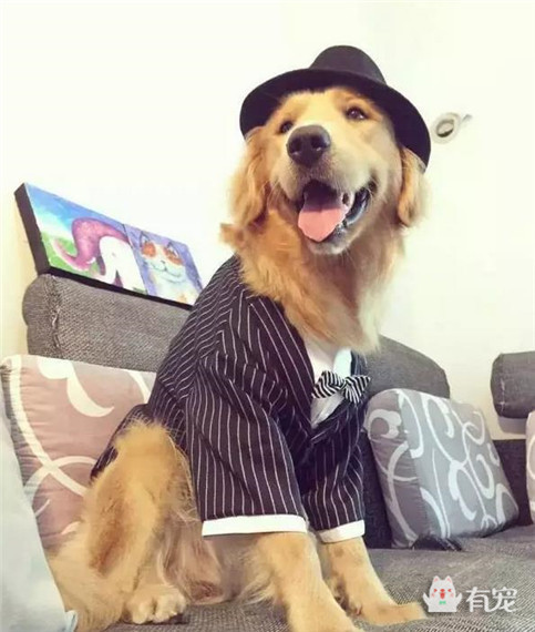 大金毛过生日被美女左拥右抱,铲屎的你可以关灯了!