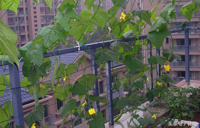 冬天可以种出什么好看的蔬菜,在花盆种的又好看又能吃的蔬菜