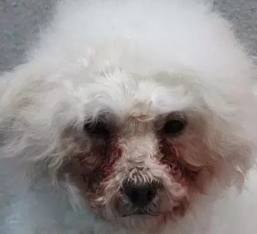 狗狗哭也会流泪,狗狗哭就会有泪痕吗