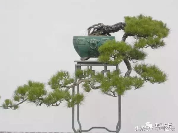 山松移植后黄叶,山松下山桩一月份怎么黄叶了