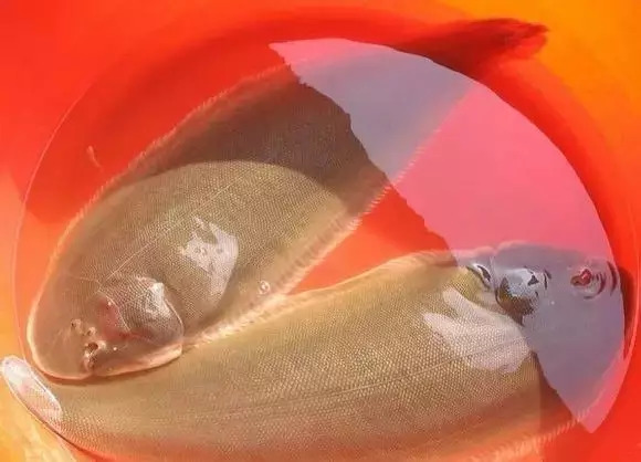 多种海鲜好吃美味来了解一下,海鲜美食大汇总