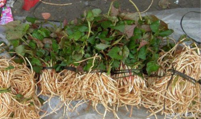 夏季吃这5种野菜清热又开胃,清热解毒的一道家常菜