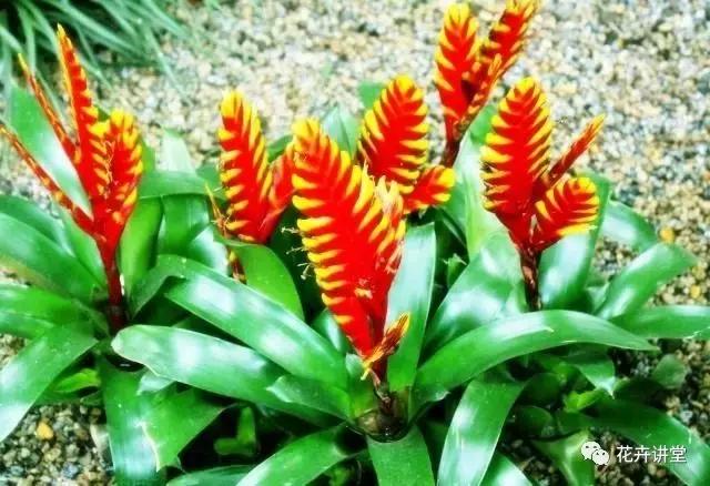 相似的花儿又来了,今天我们来认识它们