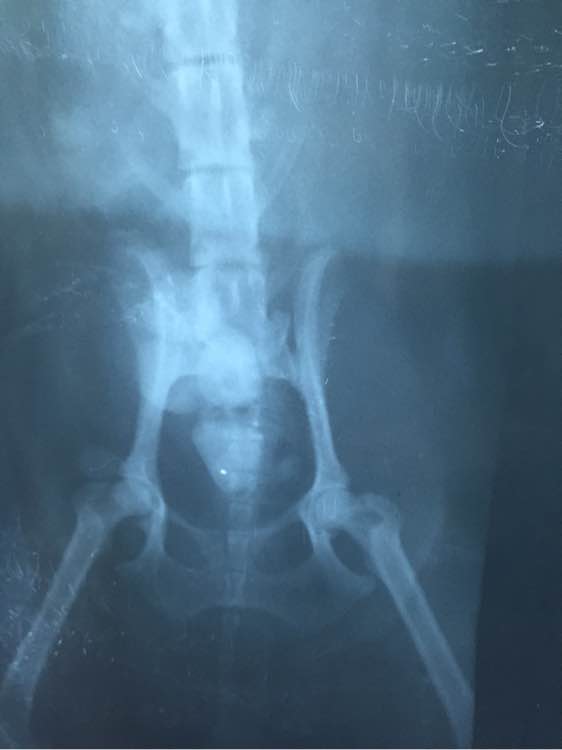 捡到的残疾泰迪狗,捡到被遗弃的泰迪