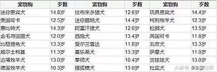 如何才能使我们的狗狗更长寿,狗狗长寿的正确方法