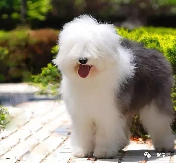 养宠小知识狗狗突然分泌很多口水,宠狗知识