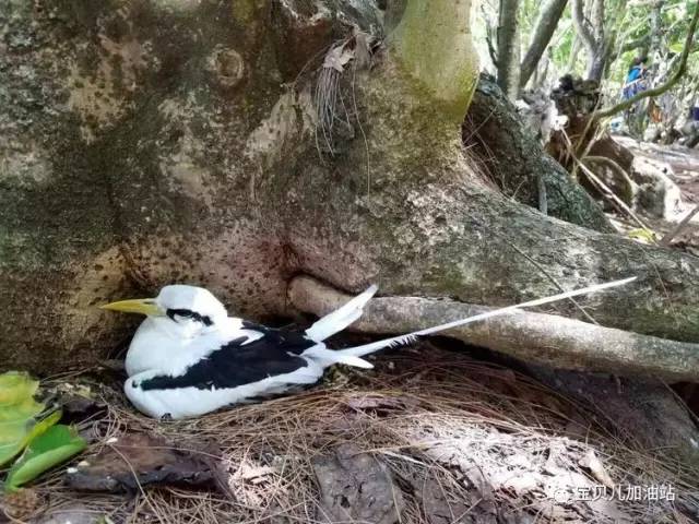 塞舌尔游记,塞舌尔埃及