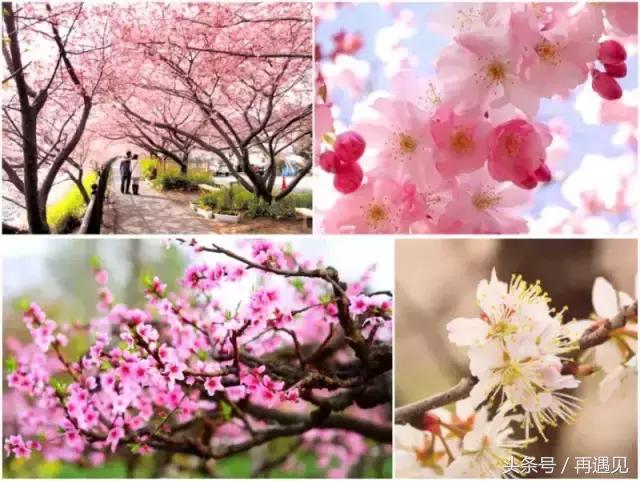 樱花季攻略完整版,樱花上海攻略